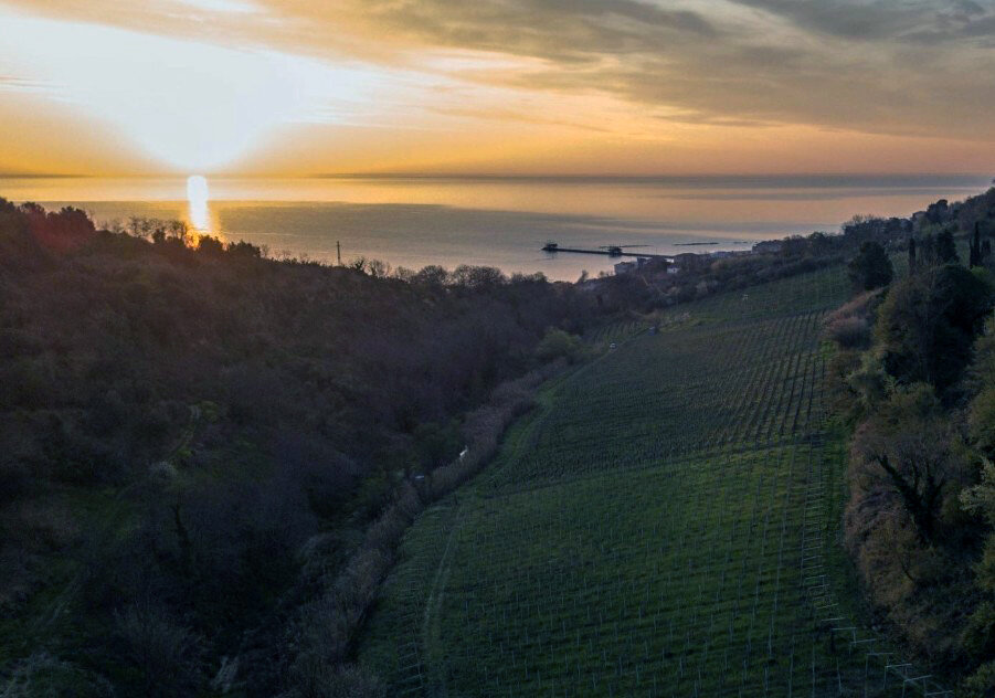 Azienda Agricola Olivastri