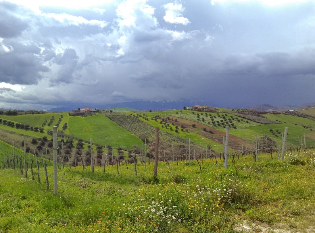 0.7.1-felice-prosperi-azienda-agricola-vaddinelli.jpeg 0.7.1-felice-prosperi-azienda-agricola-vaddinelli.jpeg