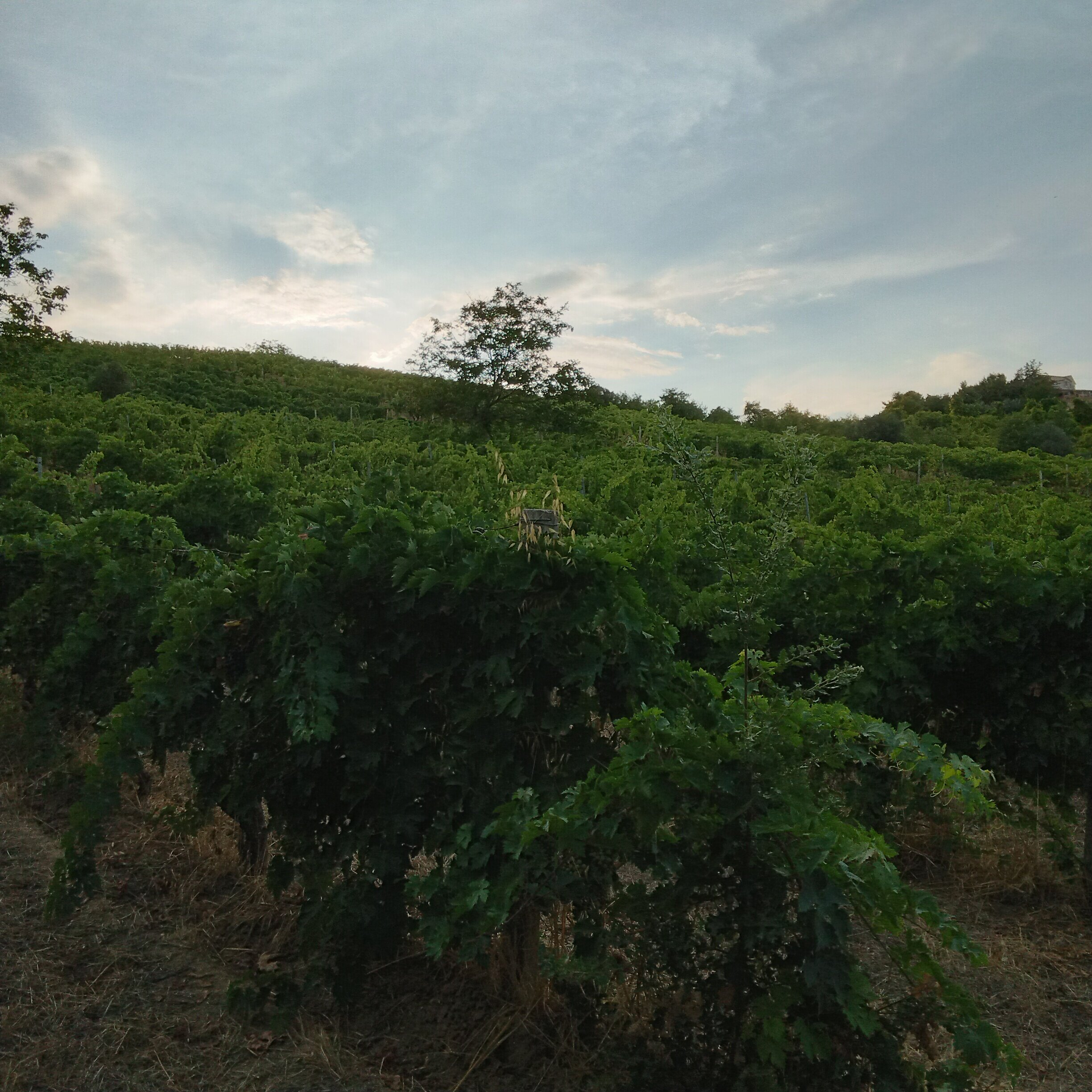 Piede Fermo Craft Wine