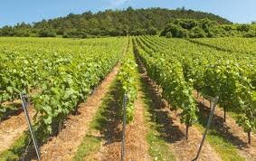 Vigneron di Champagne: i piccoli protagonisti di un successo globale