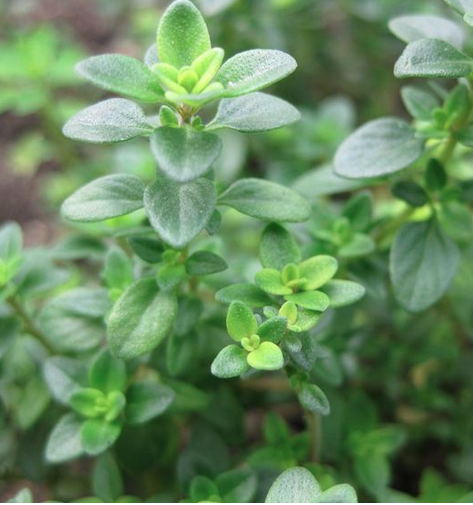 schermata-2025-05-15-alle-18.17.35.png schermata-2025-05-15-alle-18.17.35.png