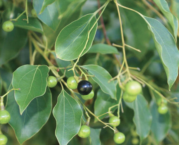 schermata-2025-05-15-alle-18.17.22.png schermata-2025-05-15-alle-18.17.22.png