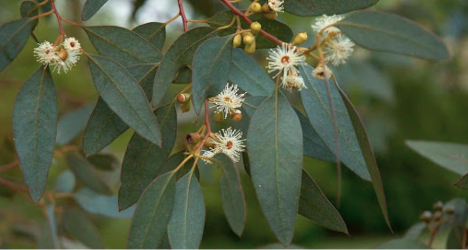 schermata-2025-05-15-alle-18.17.17.png schermata-2025-05-15-alle-18.17.17.png