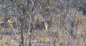 dsc_0444.jpeg dsc_0444.jpeg