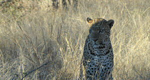 dsc_0525.jpeg dsc_0525.jpeg