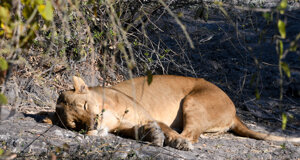 dsc_0811.jpeg dsc_0811.jpeg