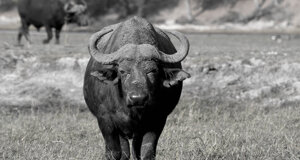 dsc_0207.jpeg dsc_0207.jpeg