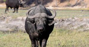 dsc_0539.jpeg dsc_0539.jpeg