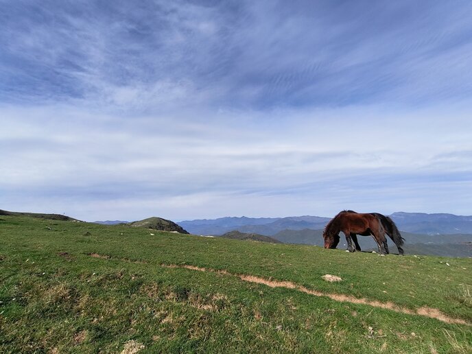 paesaggio con cavallo
