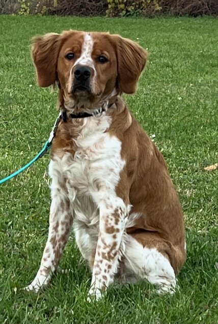 img_8953.jpeg img_8953.jpeg