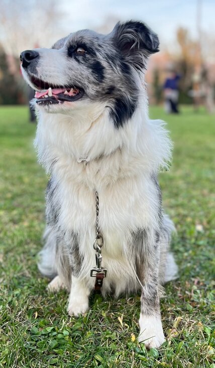 img_8960.jpeg img_8960.jpeg