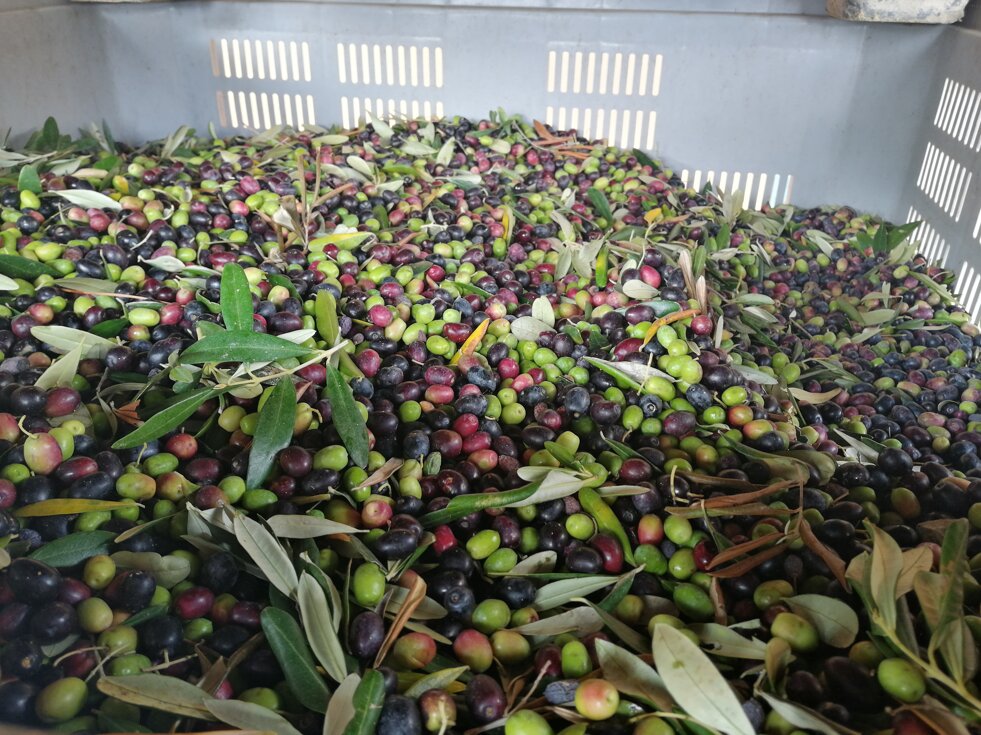 olive 1.jpeg
