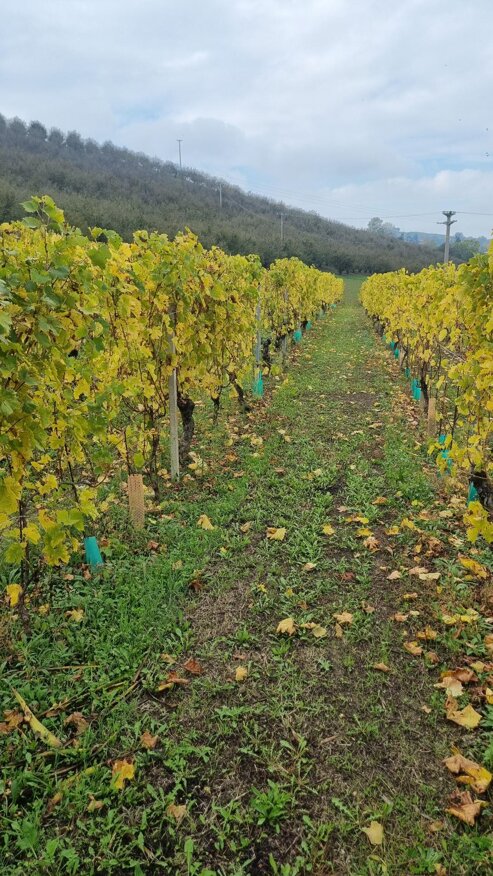 20231104_130301.jpeg 20231104_130301.jpeg