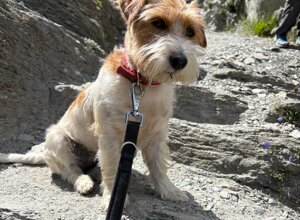 Allevamento STESI Foto Cuccioli affidati 2025