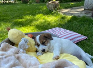 Allevamento STESI Foto Cuccioli affidati 2025
