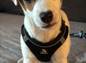 Allevamento STESI Foto Cuccioli affidati 2025