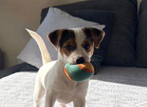 Allevamento STESI Foto Cuccioli affidati 2025