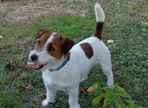 Allevamento STESI Foto Cuccioli affidati 2025