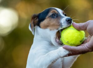 Allevamento STESI Foto Cuccioli affidati 2025