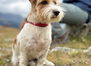 Allevamento STESI Foto Cuccioli affidati 2025