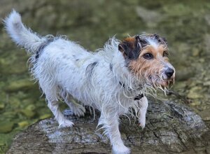 Allevamento STESI Foto Cuccioli affidati 2025