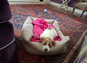 Allevamento STESI Foto Cuccioli affidati 2025