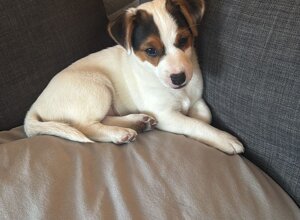 Allevamento STESI Foto Cuccioli affidati 2025