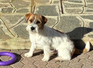 Allevamento STESI Foto Cuccioli affidati 2025