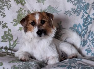 Allevamento STESI Foto Cuccioli affidati 2025