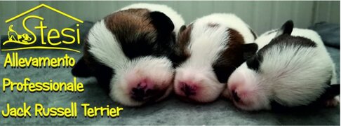 img home cuccioli web.jpeg