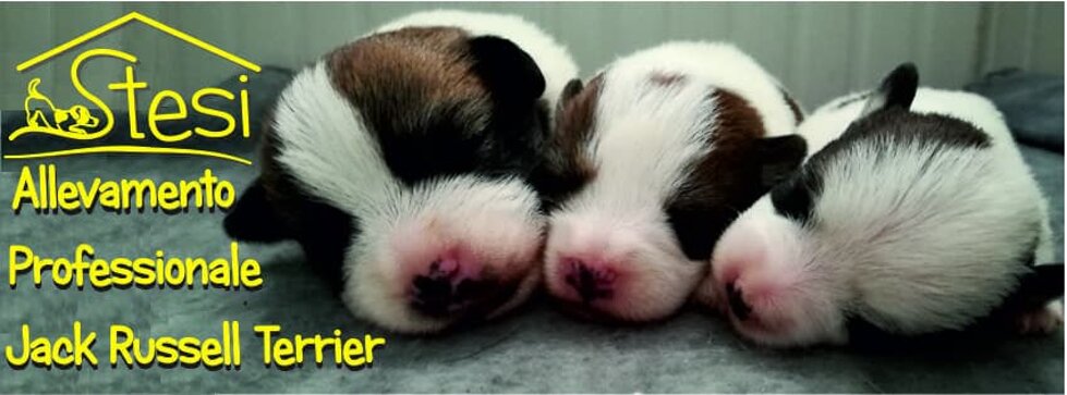 Cuccioli di Allevamento STESI