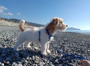 Allevamento STESI Foto Cuccioli affidati 2025