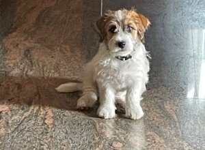 Allevamento STESI Foto Cuccioli affidati 2025