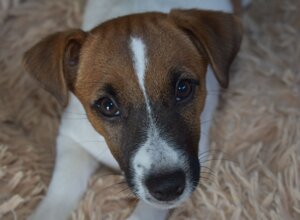 Allevamento STESI Foto Cuccioli affidati 2025