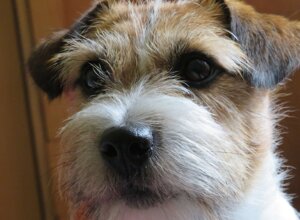 Allevamento STESI Foto Cuccioli affidati 2025