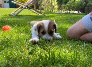 Allevamento STESI Foto Cuccioli affidati 2025