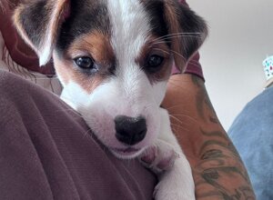 Allevamento STESI Foto Cuccioli affidati 2025