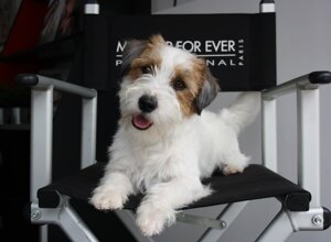 Allevamento STESI Foto Cuccioli affidati 2025