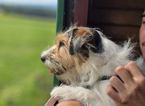 Allevamento STESI Foto Cuccioli affidati 2025
