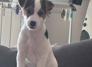 Allevamento STESI Foto Cuccioli affidati 2025