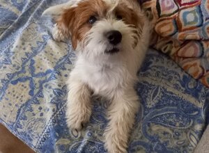 Allevamento STESI Foto Cuccioli affidati 2025