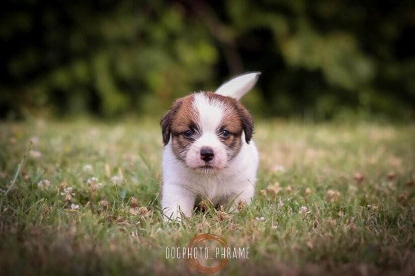 Cucciolo Nato da Allevamento STESI
