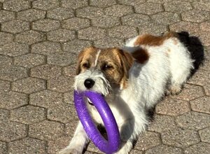 Allevamento STESI Foto Cuccioli affidati 2025