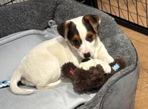 Allevamento STESI Foto Cuccioli affidati 2025