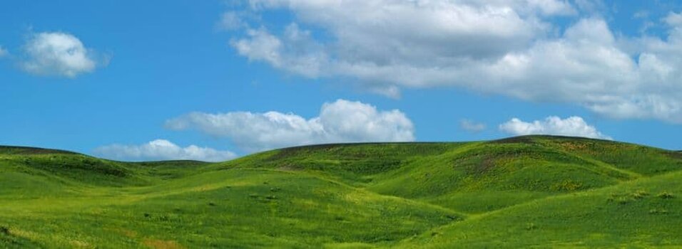 Immagine Copertina Foto Cuccioli affidati 2025