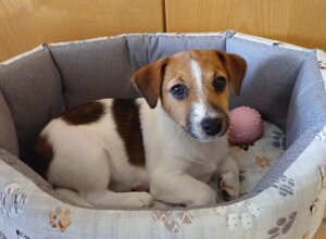 Allevamento STESI Foto Cuccioli affidati 2025