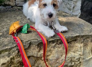 Allevamento STESI Foto Cuccioli affidati 2025