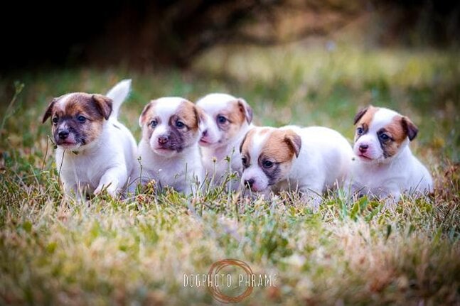 Cuccioli Nati da Allevamento STESI