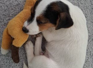 Allevamento STESI Foto Cuccioli affidati 2025