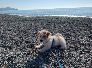 Allevamento STESI Foto Cuccioli affidati 2025